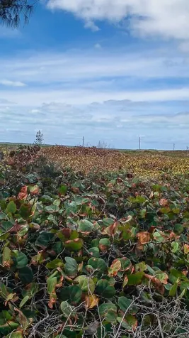 168a Whale Point Estates Eleuthera BS