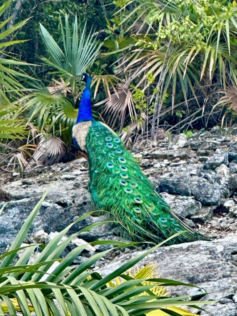 Taylor Mackenzie Drive #4 Exuma BS