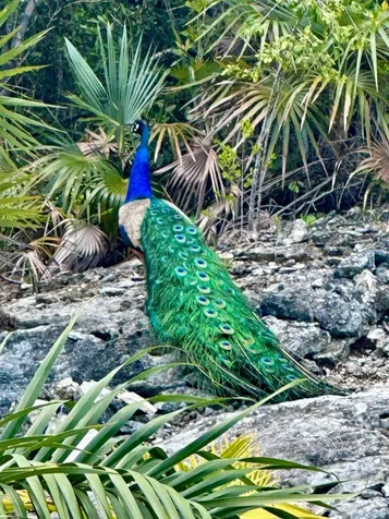 Taylor Mackenzie Drive #4 Exuma BS