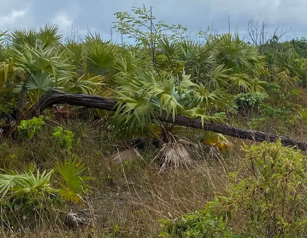 Lucaya Estates Lot Grand Bahama Freeport BS