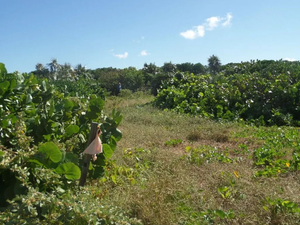 Beach Front Lots Long Island BS