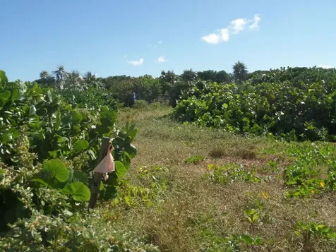 Beach Front Lots Long Island BS
