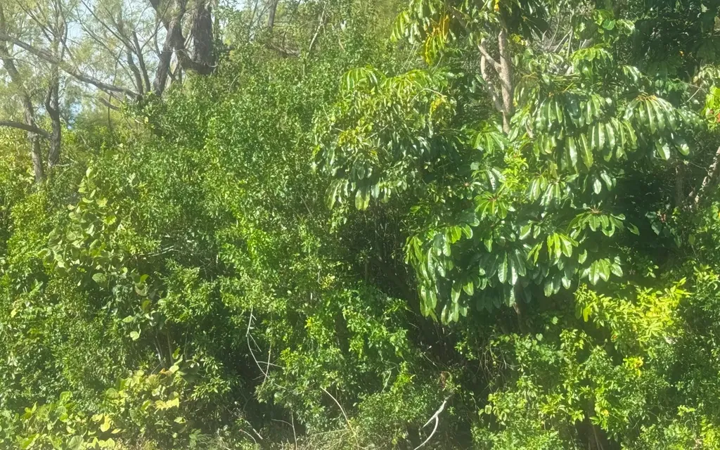 Leicester County Grand Bahama Freeport BS