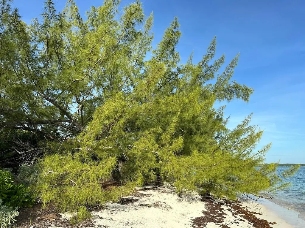 Port Howe Beachfront Lot Cat Island BS