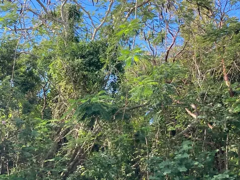 Coconut Road Flamingo Bay 37 Exuma BS