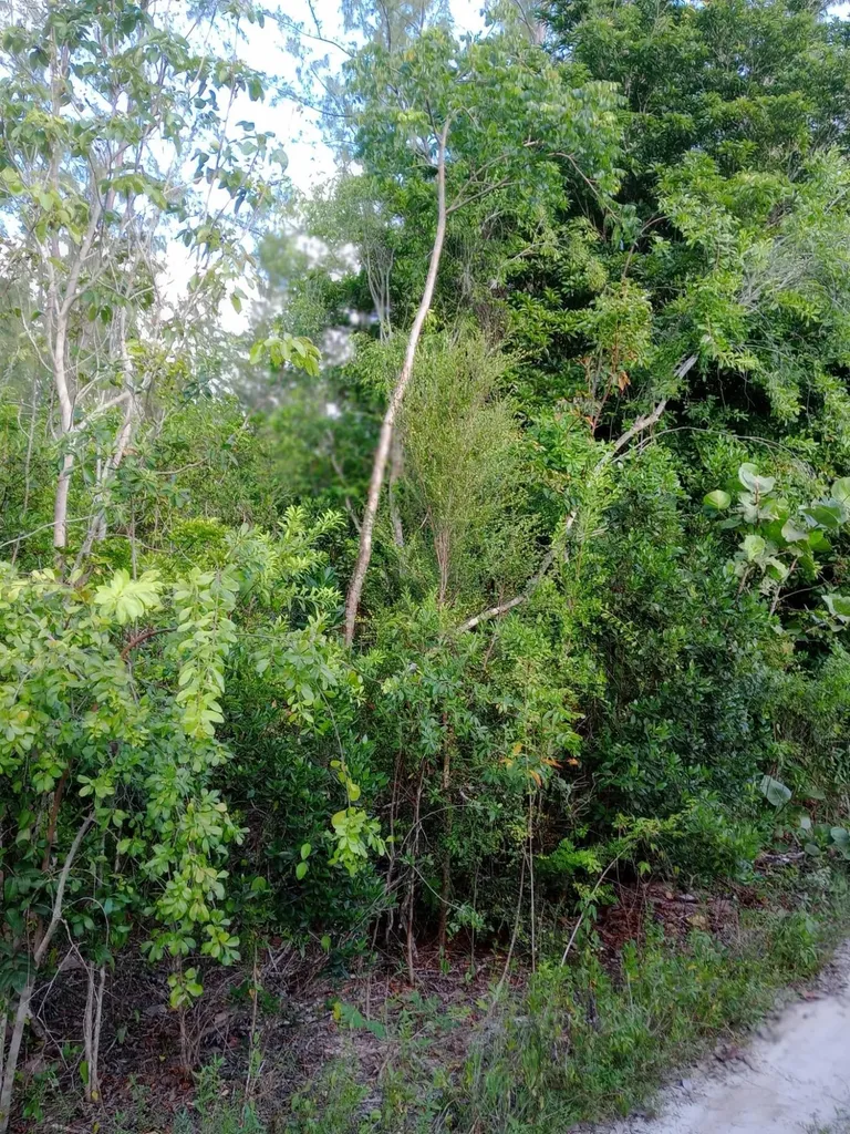 Calabash Bay Andros BS