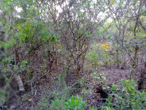 Calabash Bay Andros BS