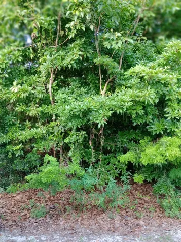 Calabash Bay Andros BS