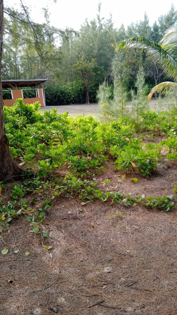 Small Hope Bay Andros BS