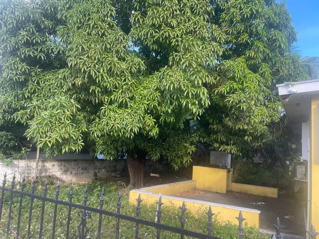 Tonique Darling Highway New Providence Paradise Island BS