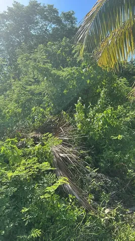 Hampshire Street 16 Grand Bahama Freeport BS