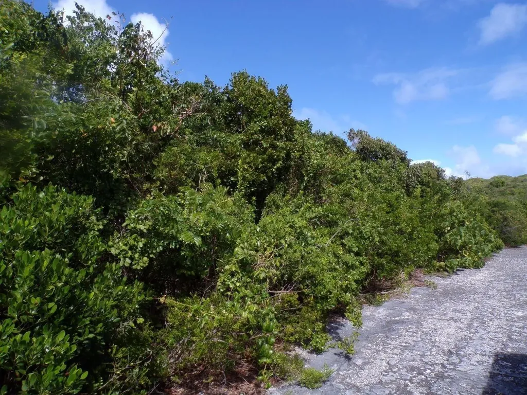 Stella Maris Long Island BS