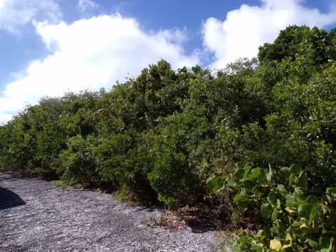 Stella Maris Long Island BS