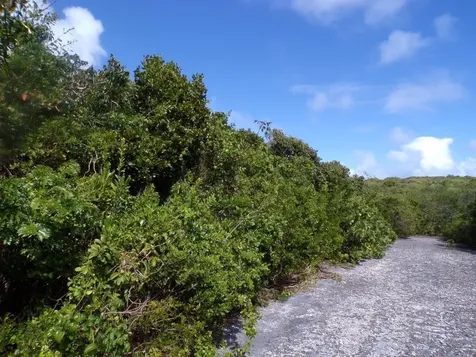 Stella Maris Long Island BS