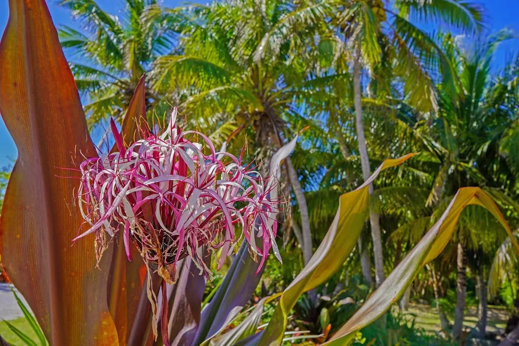 North Palmetto Point Eleuthera BS