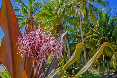 North Palmetto Point Eleuthera BS