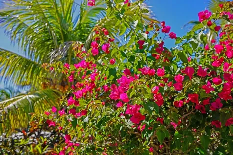 North Palmetto Point Eleuthera BS