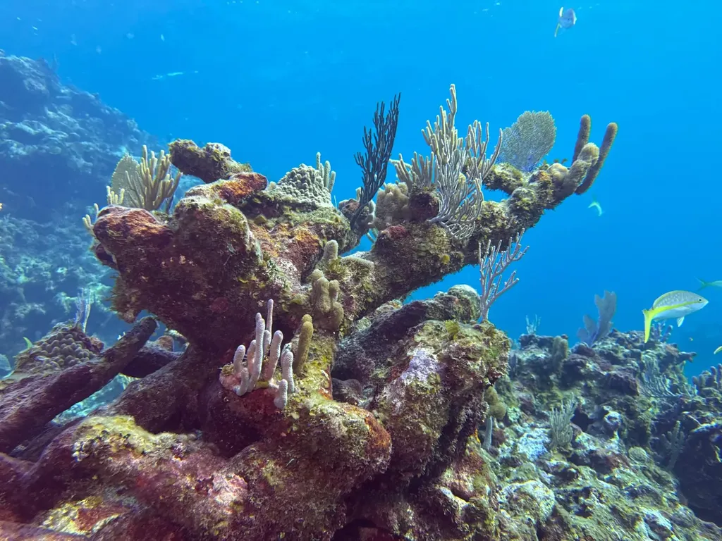 Dickies Cay Abaco BS