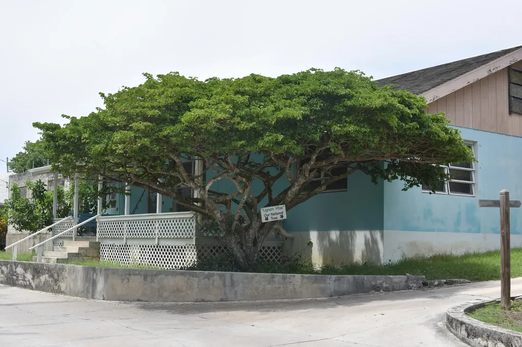 Dickies Cay Abaco BS