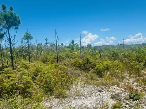 Bustic Bight Abaco BS