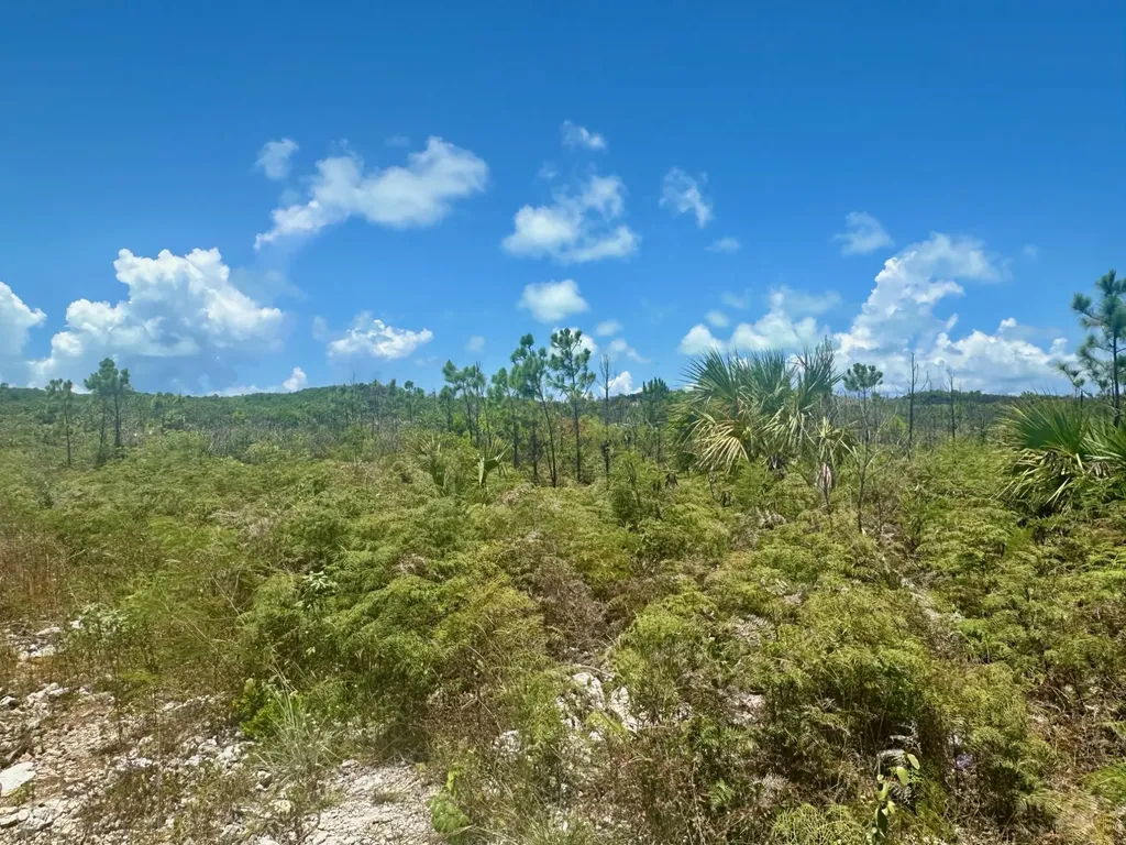 Bustic Bight Abaco BS