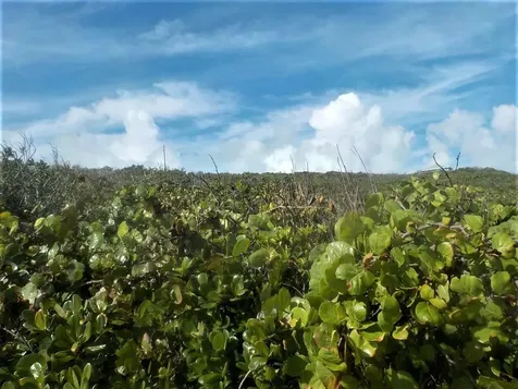 Ocean Front Acreage Long Island BS