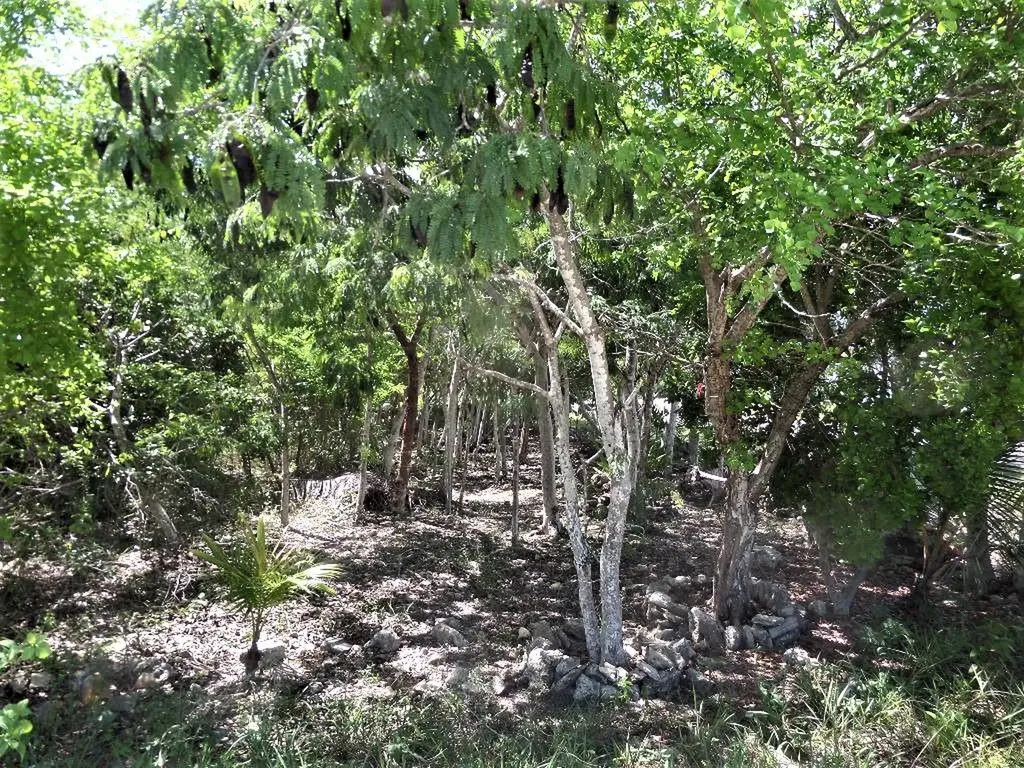 Hamilton's Lot Long Island BS