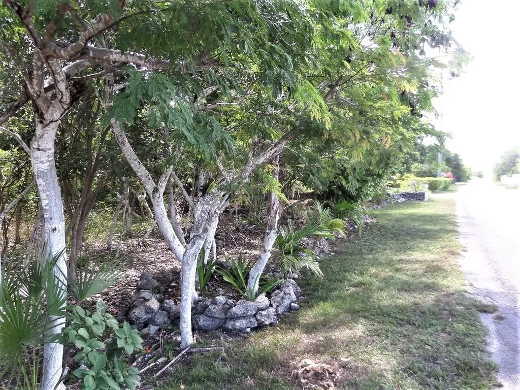 Hamilton's Lot Long Island BS