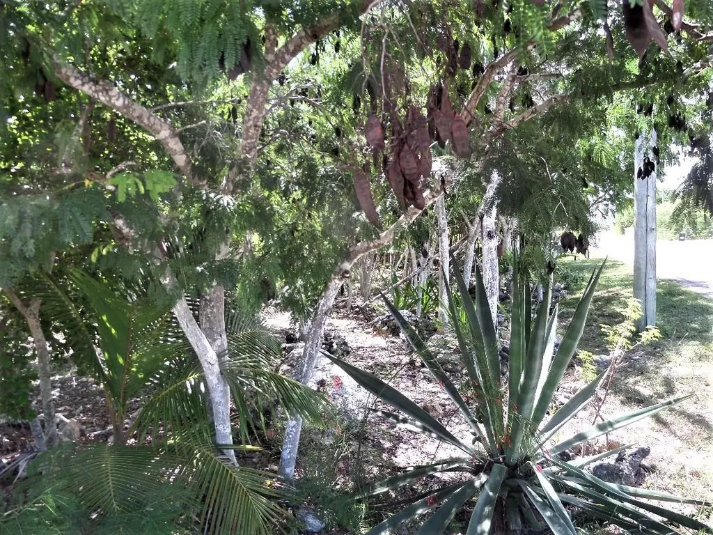 Hamilton's Lot Long Island BS