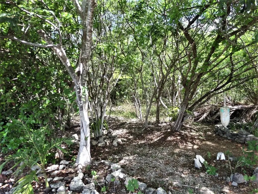 Hamilton's Lot Long Island BS