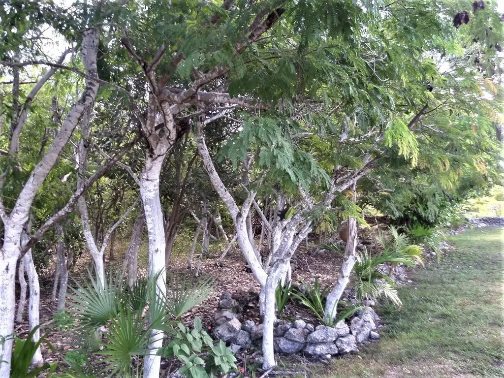 Hamilton's Lot Long Island BS