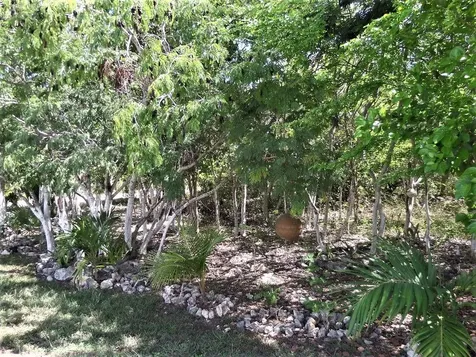 Hamilton's Lot Long Island BS