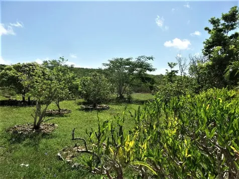 Hamilton's Long Island BS