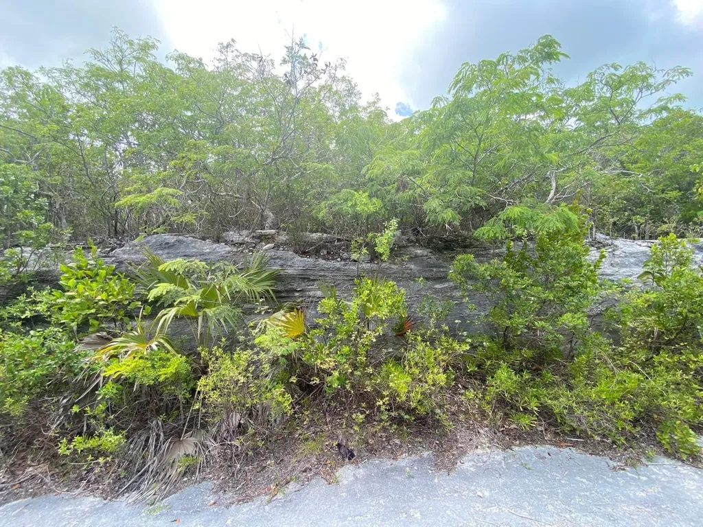 Stella Maris, Long Island Long Island BS