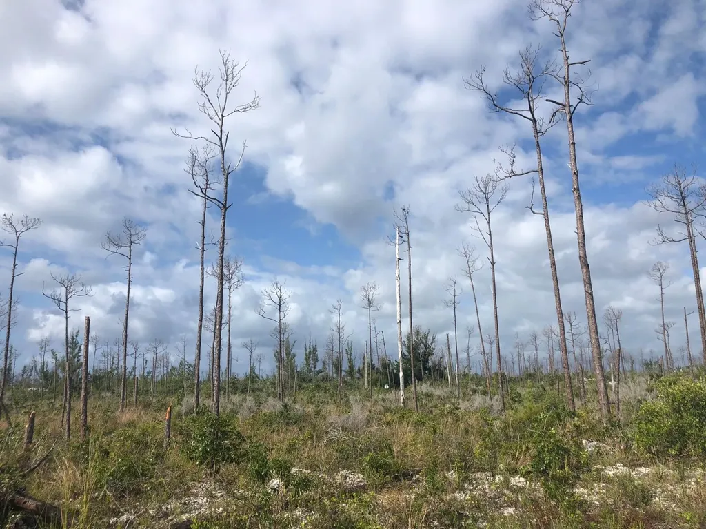 Freeport Grand Bahama Freeport BS