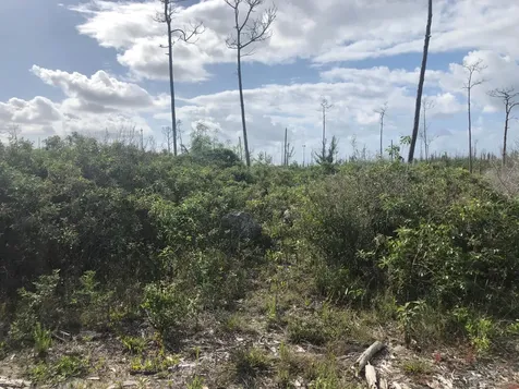 Grand Bahama 1-acre Lot Grand Bahama Freeport BS