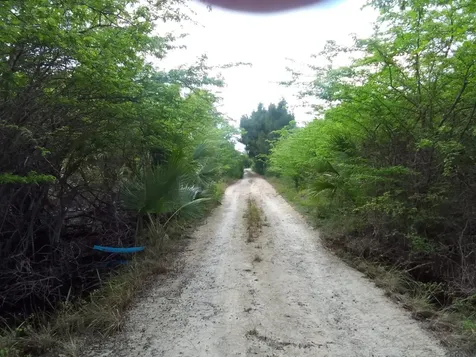 Alligator Bay Long Island BS