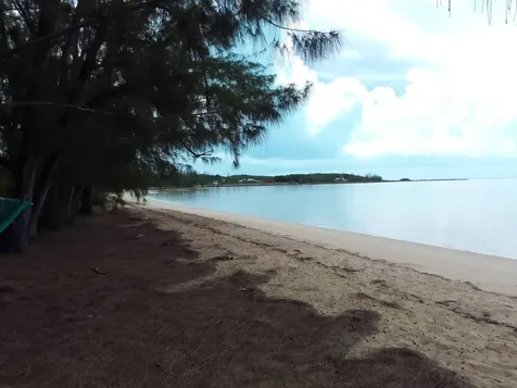 Alligator Bay Long Island BS