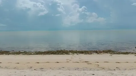 Alligator Bay Long Island BS