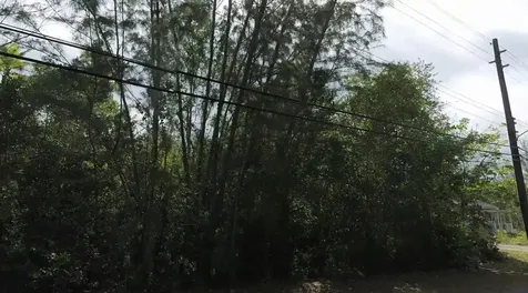 Mangrove Cay Andros BS