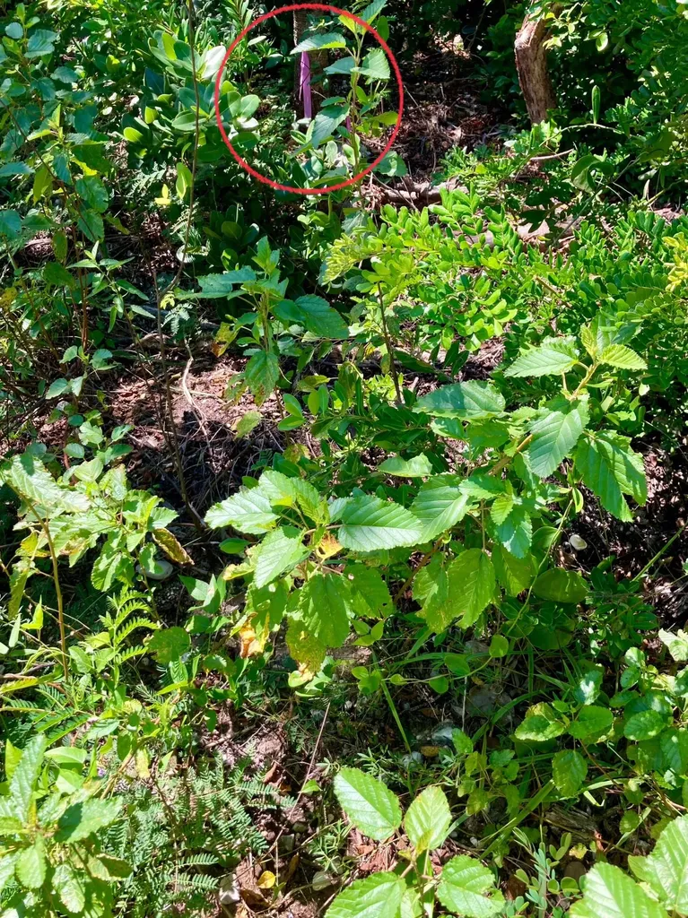 Oceanfront Lot 18 Blk 12 Eleuthera BS