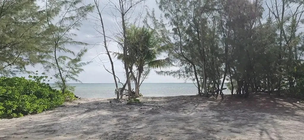 Mangrove Cay Andros BS