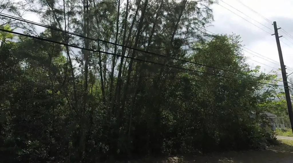 Mangrove Cay Andros BS