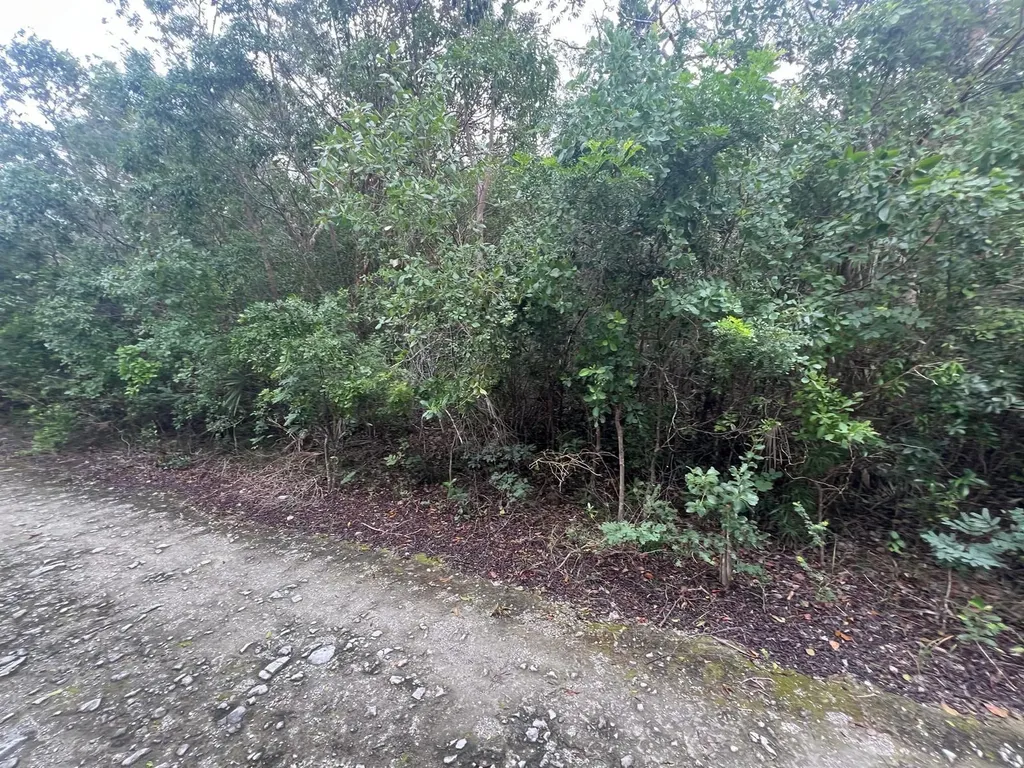 Dolphin Road Exuma BS