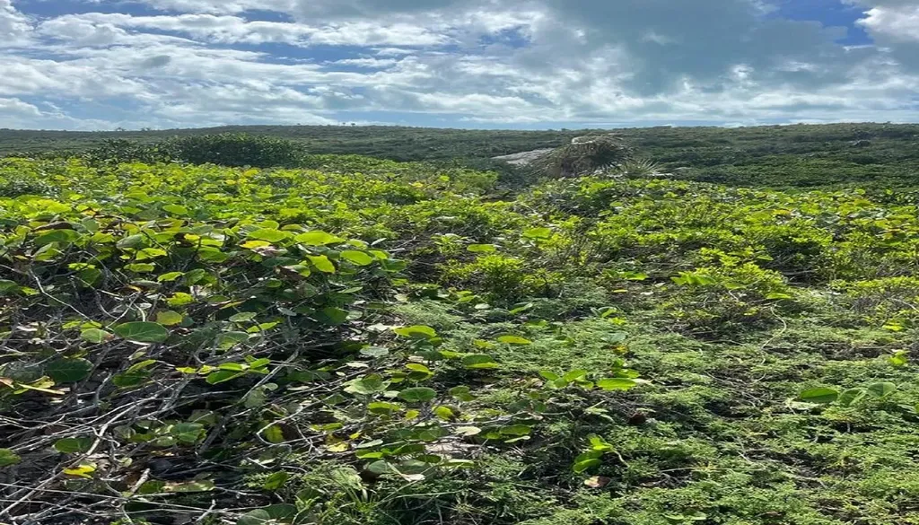 Oceanview Lot 1b, Millers Long Island BS