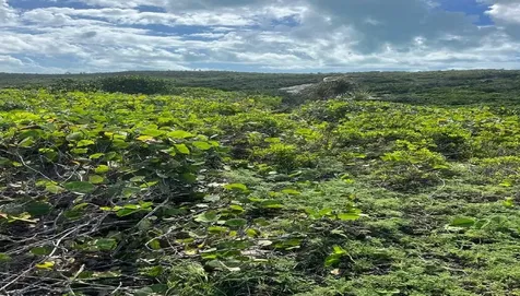 Oceanview Lot 1b, Millers Long Island BS
