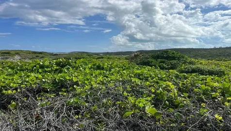 Oceanview Lot 1b, Millers Long Island BS