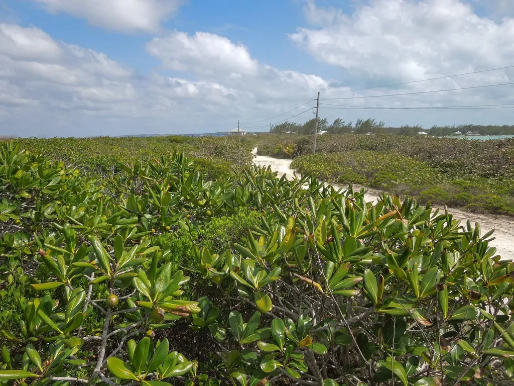 Whale Point Drive Eleuthera BS