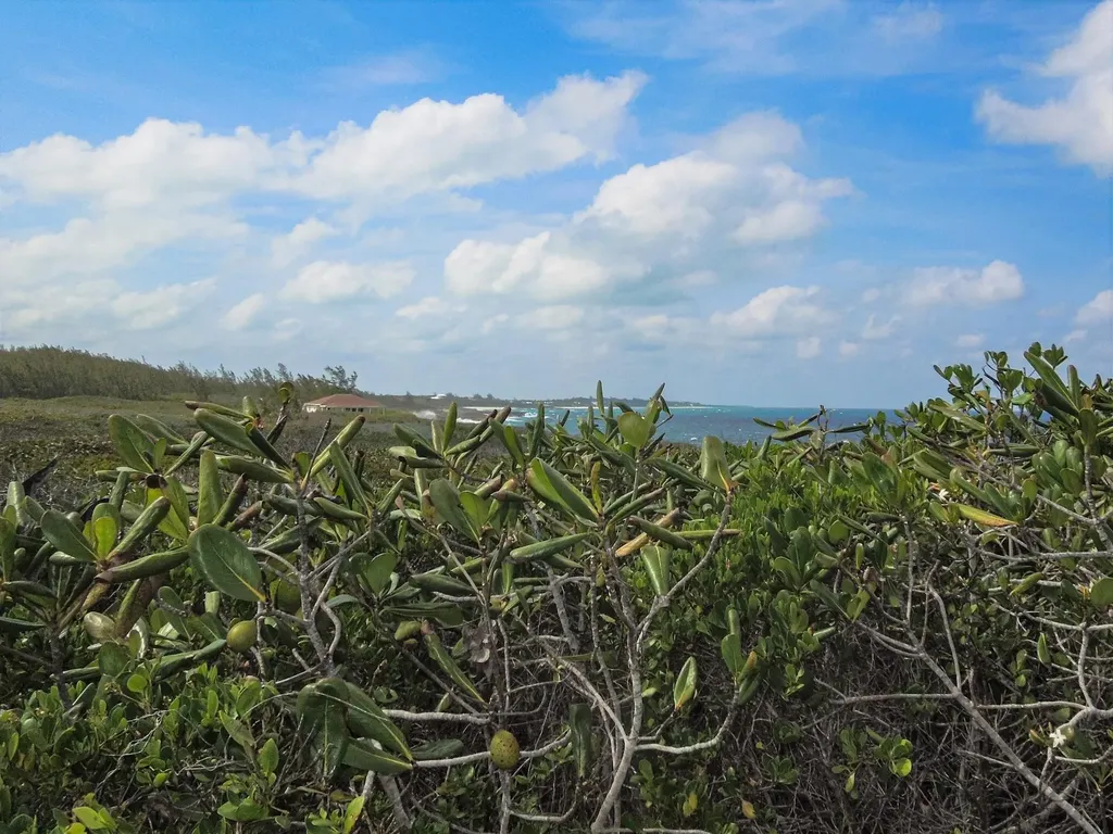 Whale Point Drive Eleuthera BS
