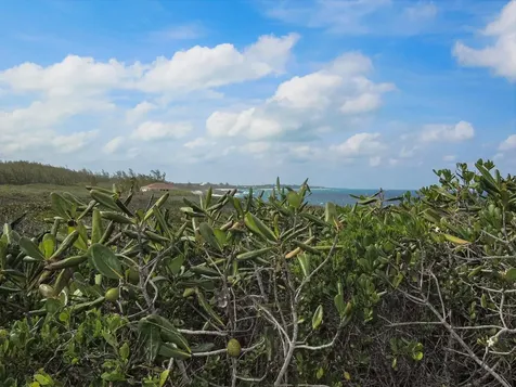 Whale Point Drive Eleuthera BS